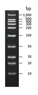 Gel electrophoresis image of RNA marker DM180