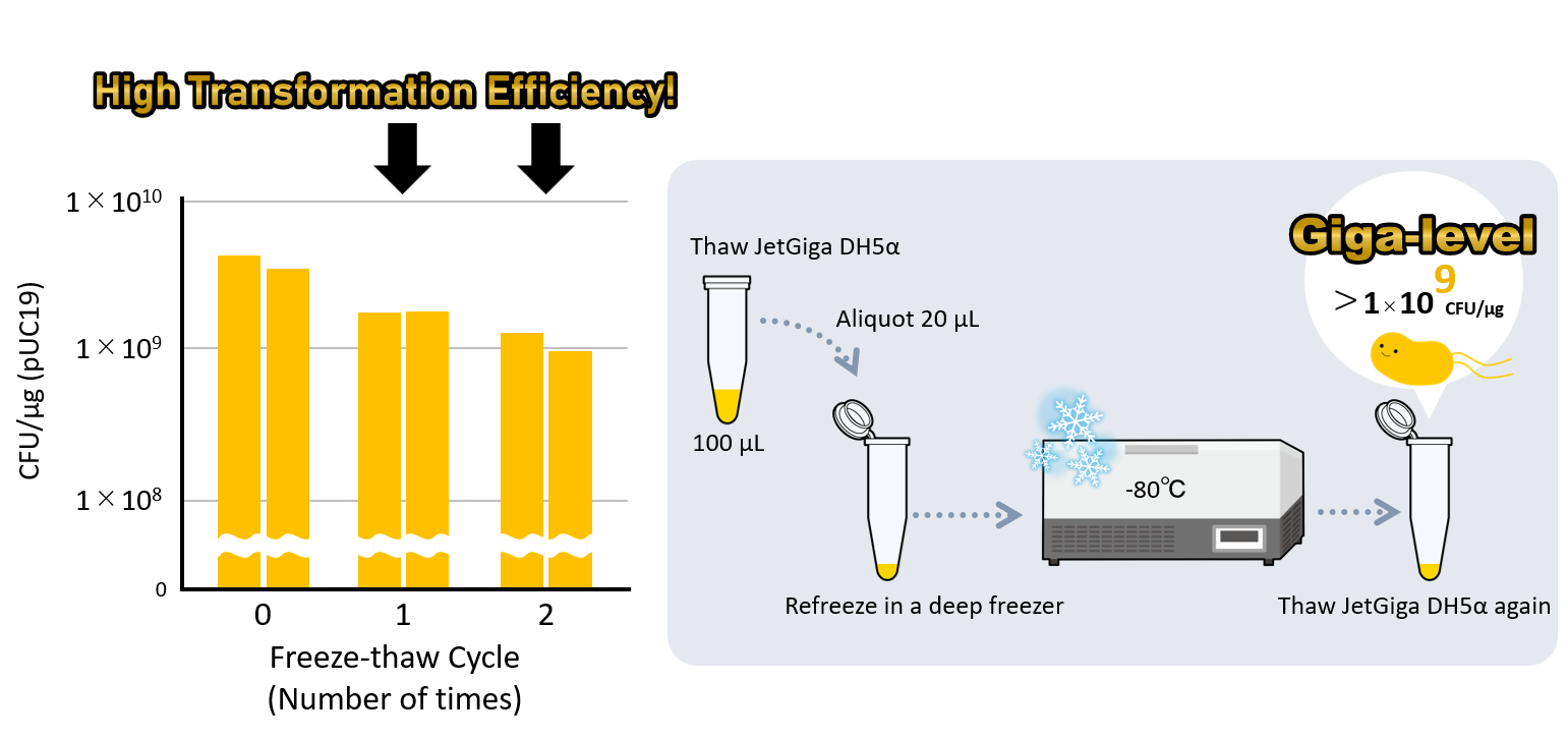 Effect of the Freeze-thaw Cycle on Transformation Efficiency