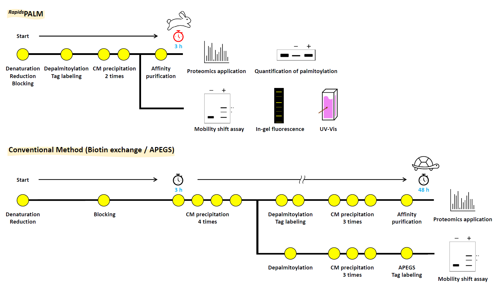 RapidSPALM workflow diagram